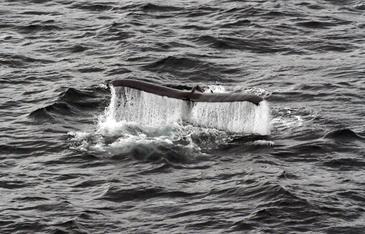 Humpback Whale, Bering Strait, Arctic. © Etienne Pierart.